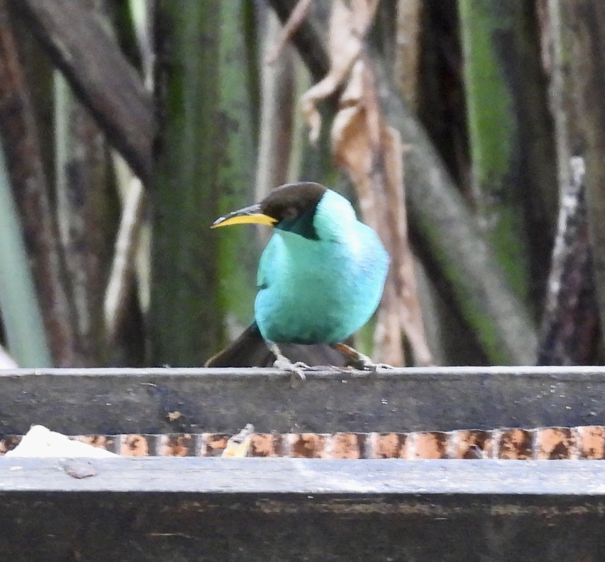 Green Honeycreeper - ML652795330