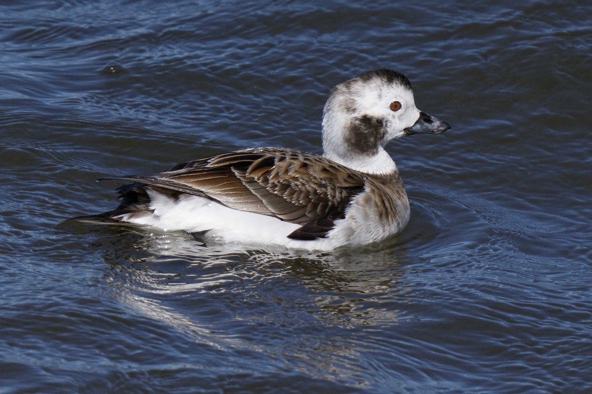 Moretta codona - ML652795344