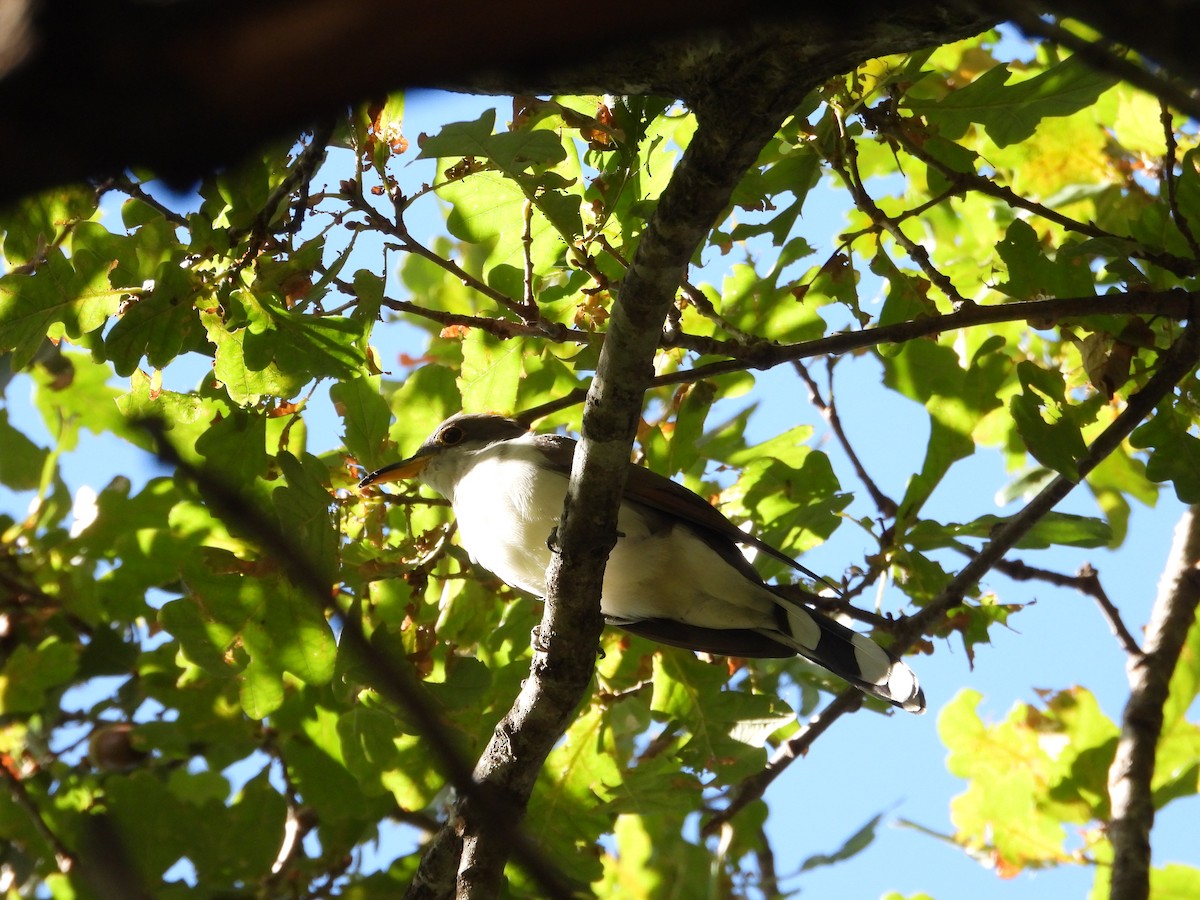 Coulicou à bec jaune - ML652795443