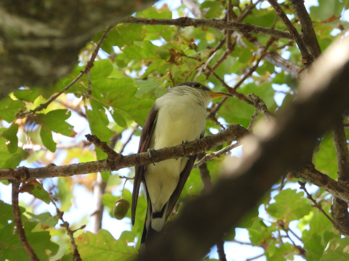 Coulicou à bec jaune - ML652795444