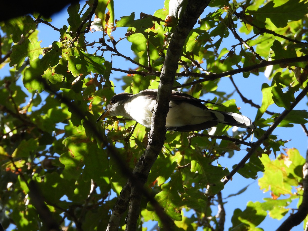 Coulicou à bec jaune - ML652795445