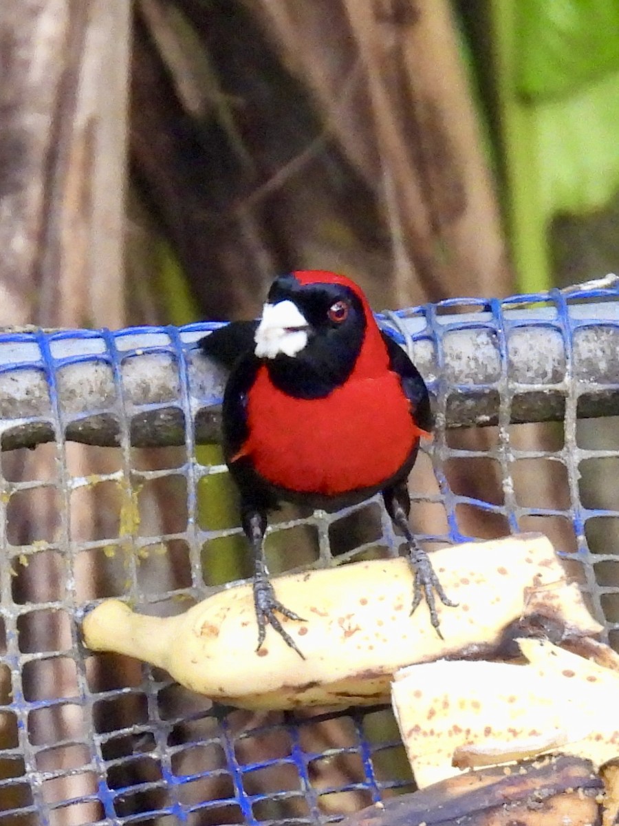 Crimson-collared Tanager - ML652795454