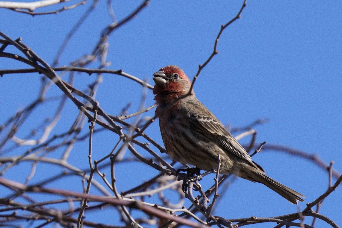 House Finch - ML652795622