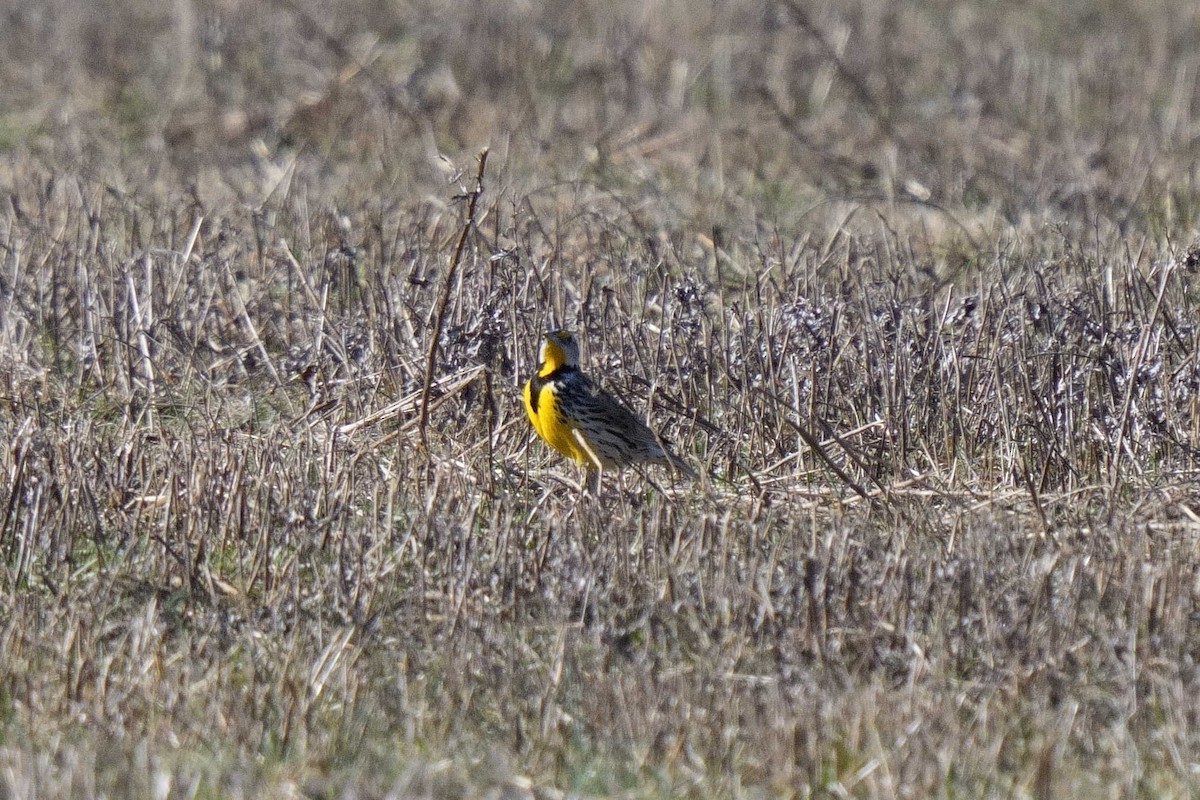 Eastern Meadowlark - ML652795631