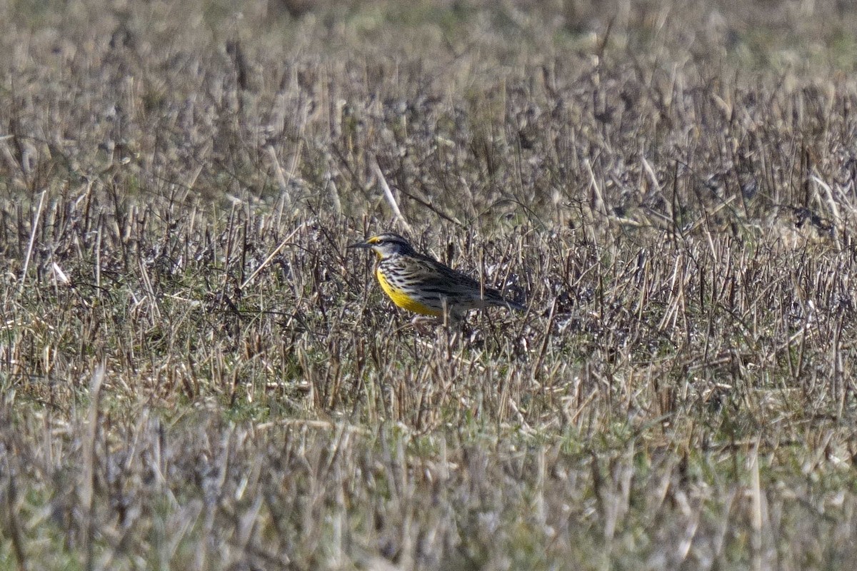 Eastern Meadowlark - ML652795632