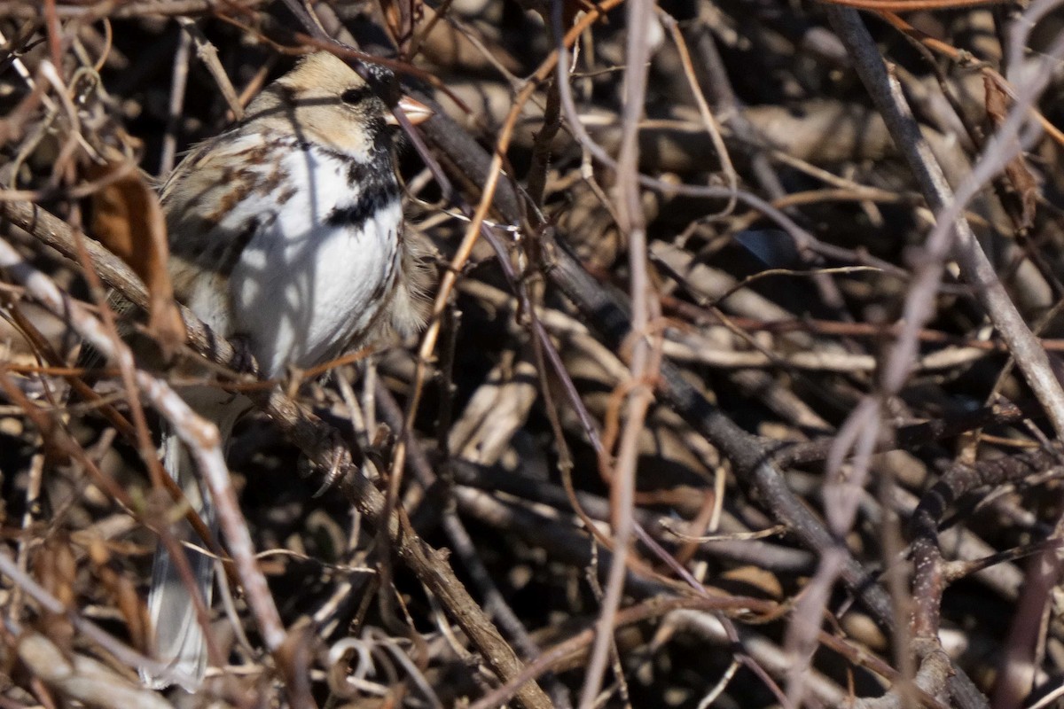 Harris's Sparrow - ML652795637
