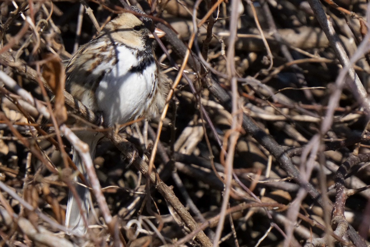 Harris's Sparrow - ML652795639