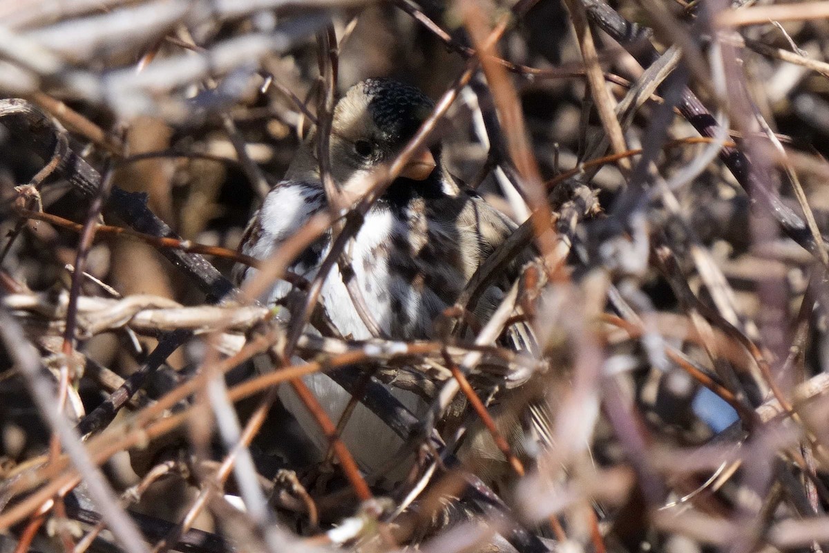 Harris's Sparrow - ML652795640
