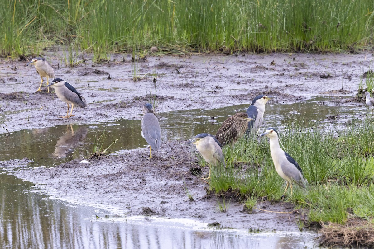 Ногоовор зашин - ML652795652