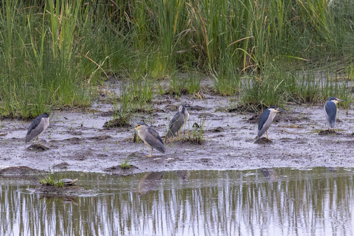 Ногоовор зашин - ML652795653