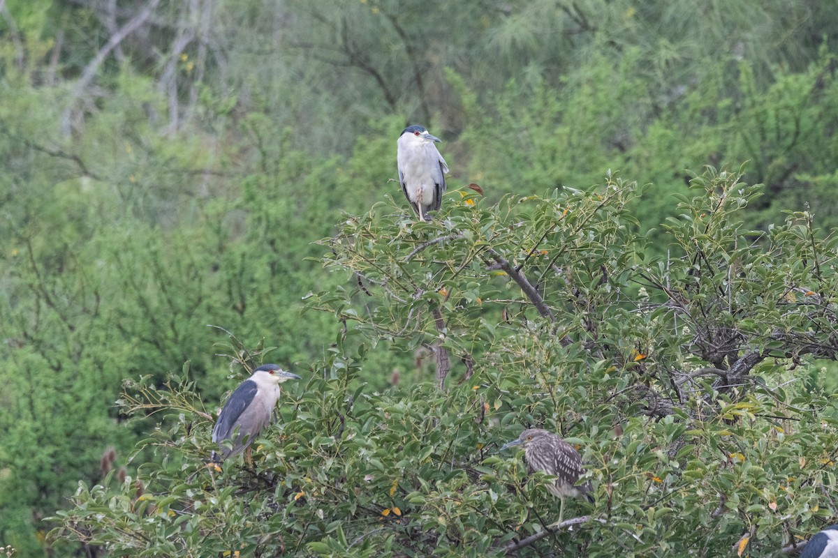 Ногоовор зашин - ML652795708