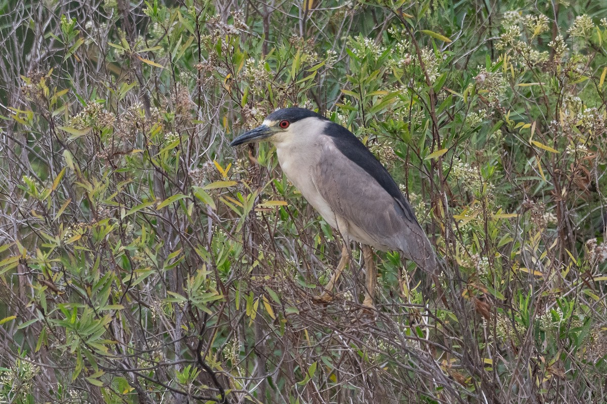 Ногоовор зашин - ML652795709