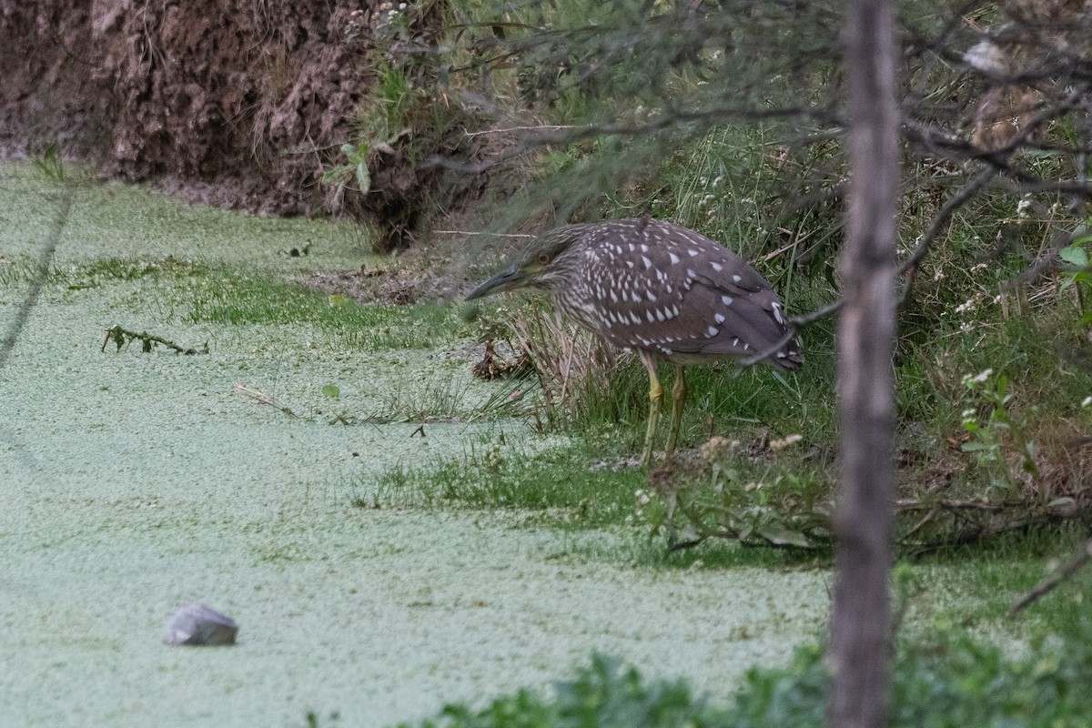 Ногоовор зашин - ML652795710