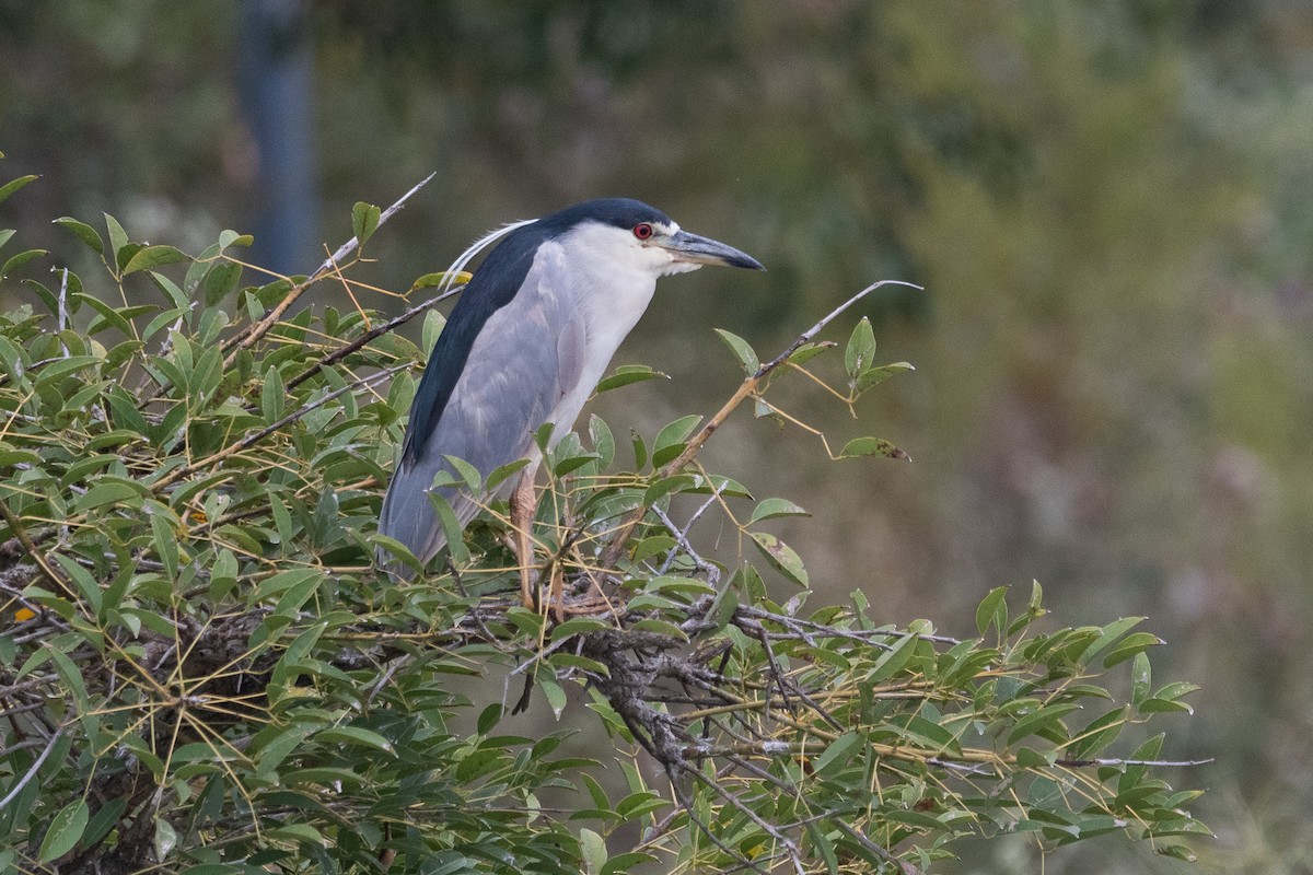 Ногоовор зашин - ML652795711