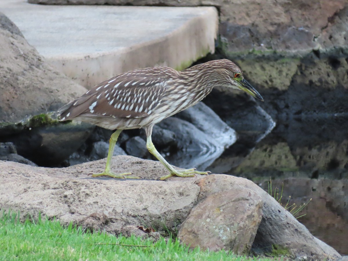 Ногоовор зашин - ML652796186