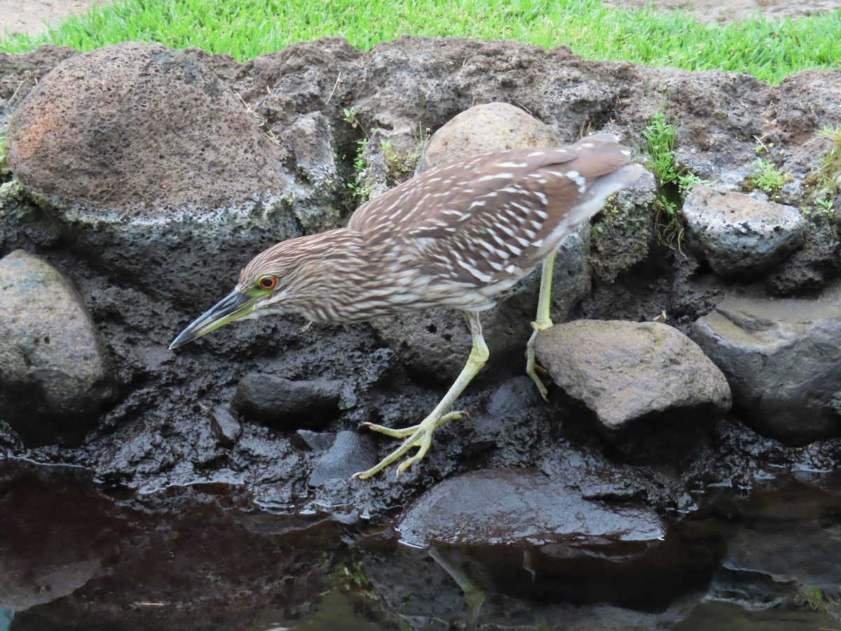 Ногоовор зашин - ML652796187