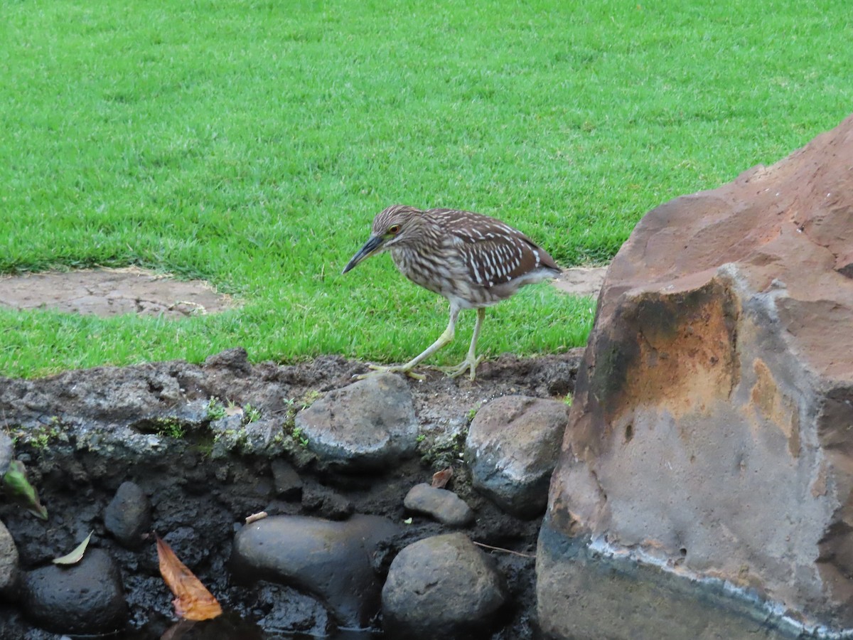 Ногоовор зашин - ML652796188