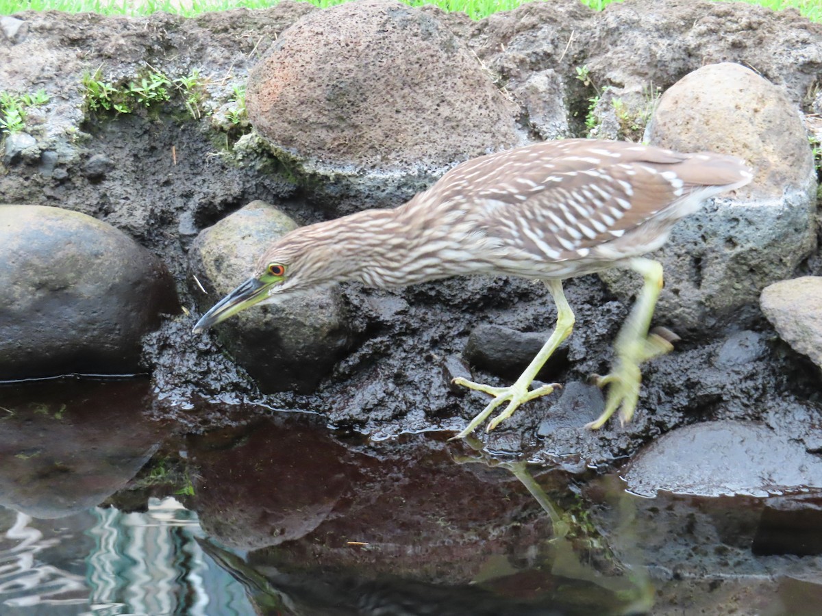 Ногоовор зашин - ML652796189