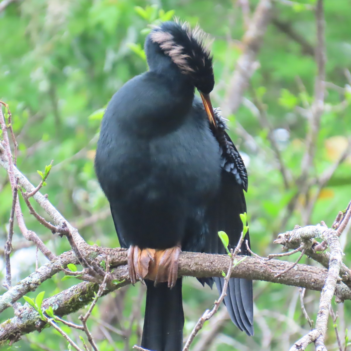 アメリカヘビウ - ML652796348