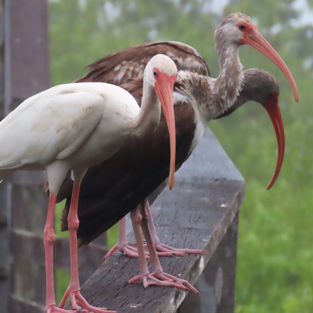 シロトキ - ML652796373