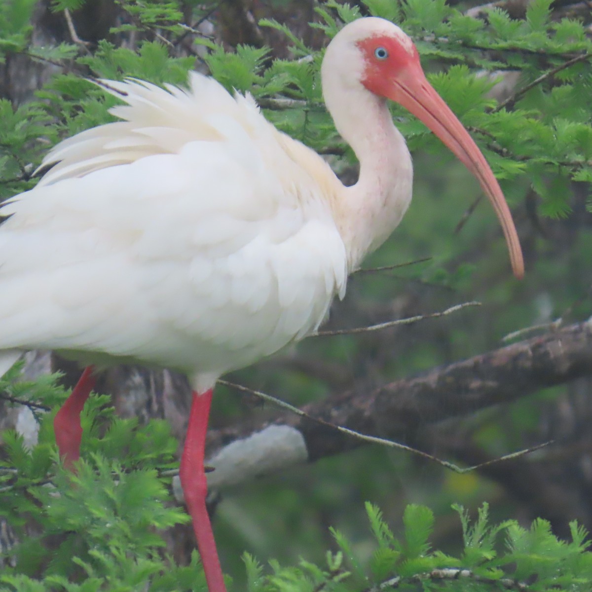 シロトキ - ML652796396