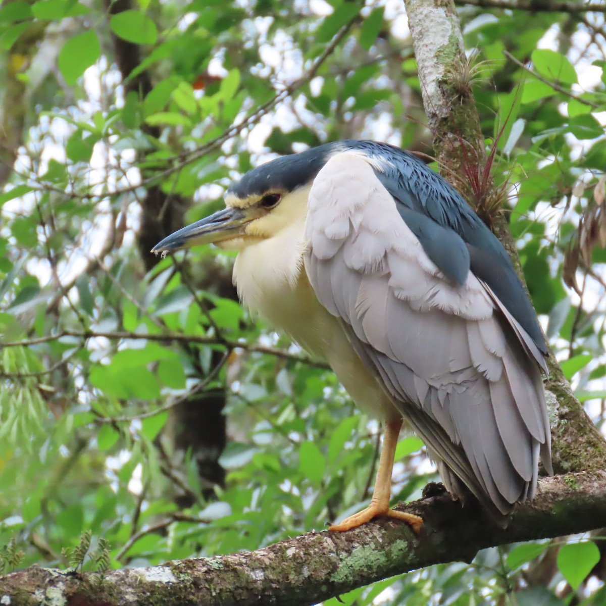 Ногоовор зашин - ML652796439