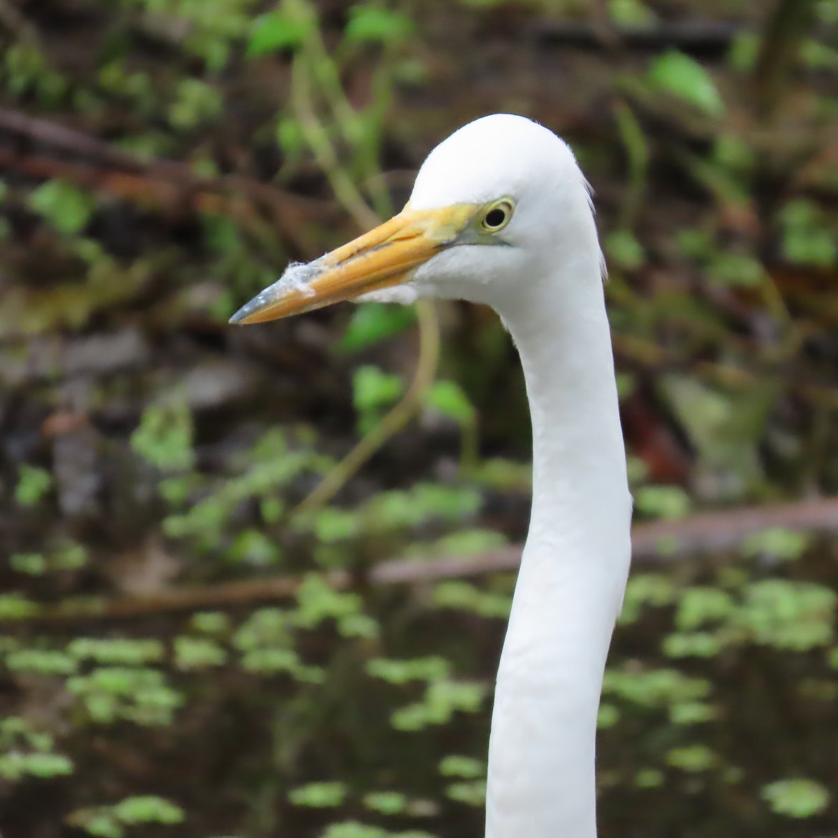 ダイサギ - ML652796469