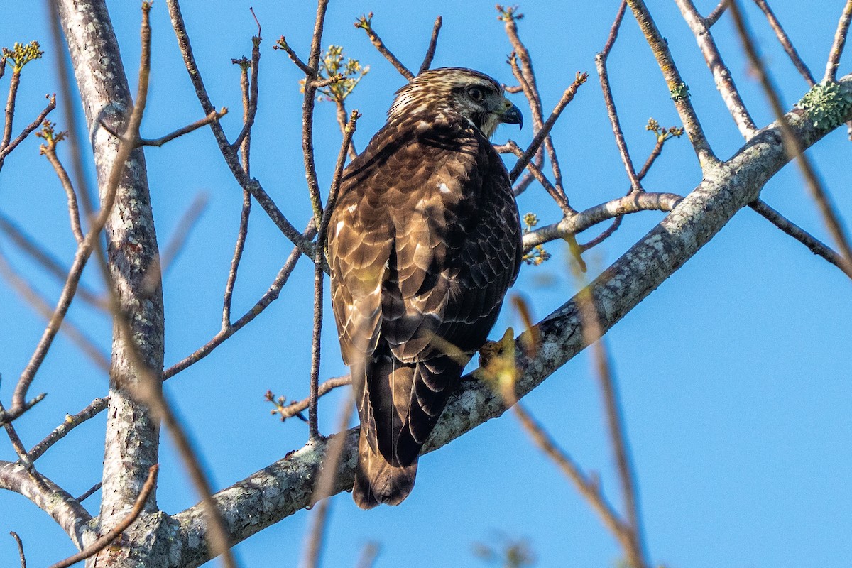 Broad-winged Hawk - ML652796505