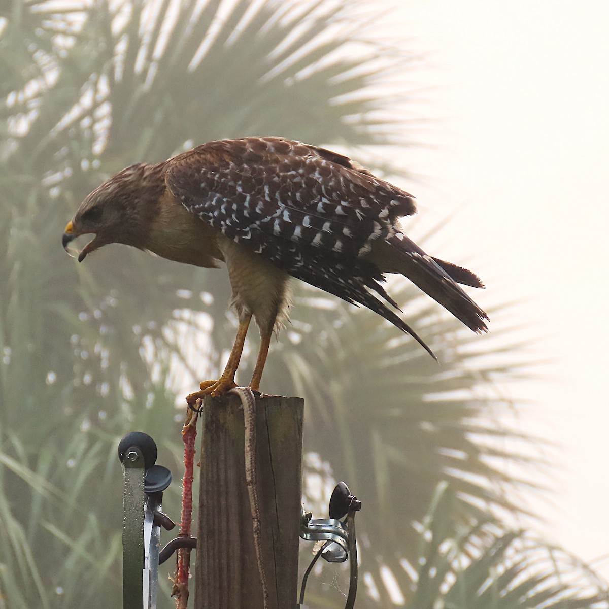 カタアカノスリ - ML652796530