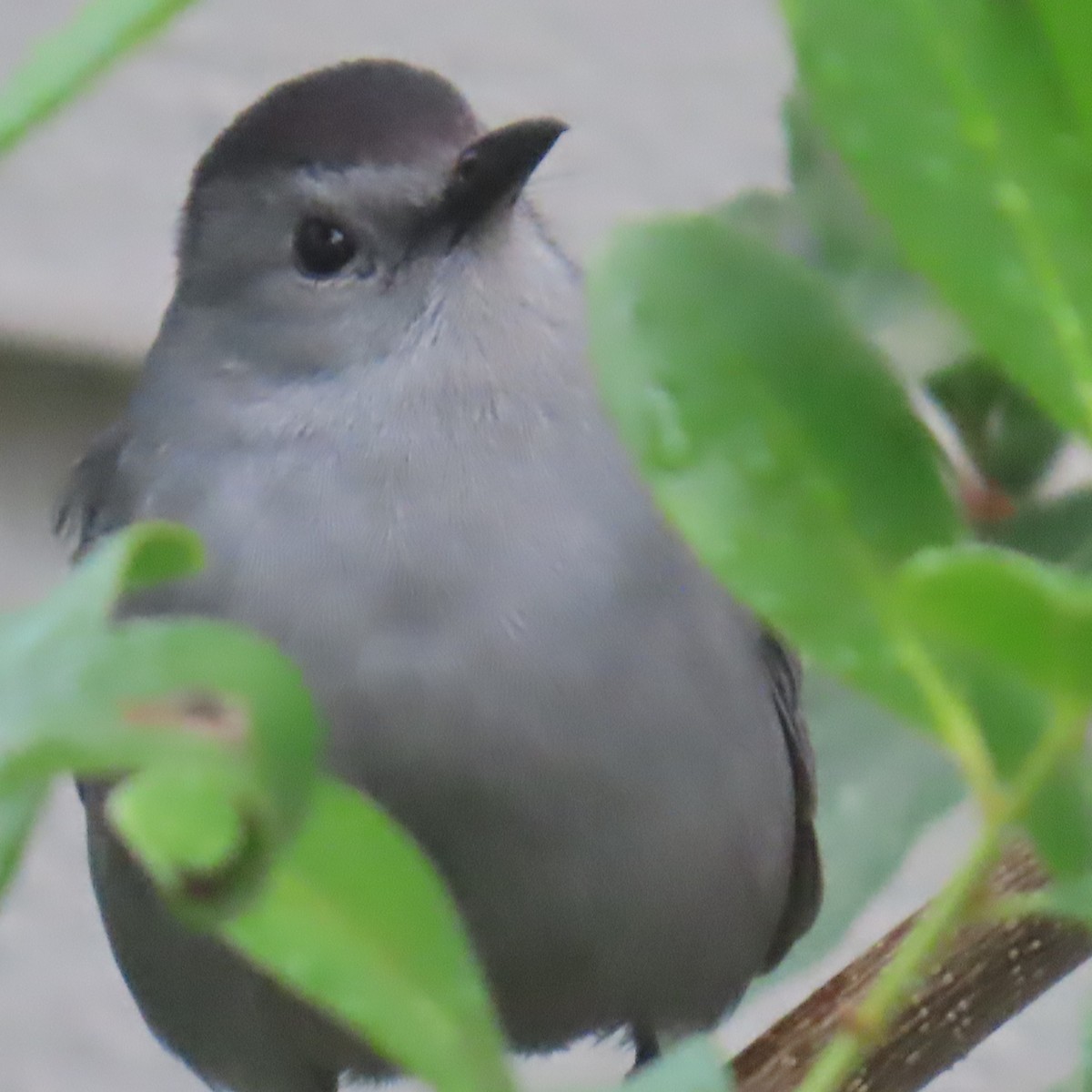 ネコマネドリ - ML652796617