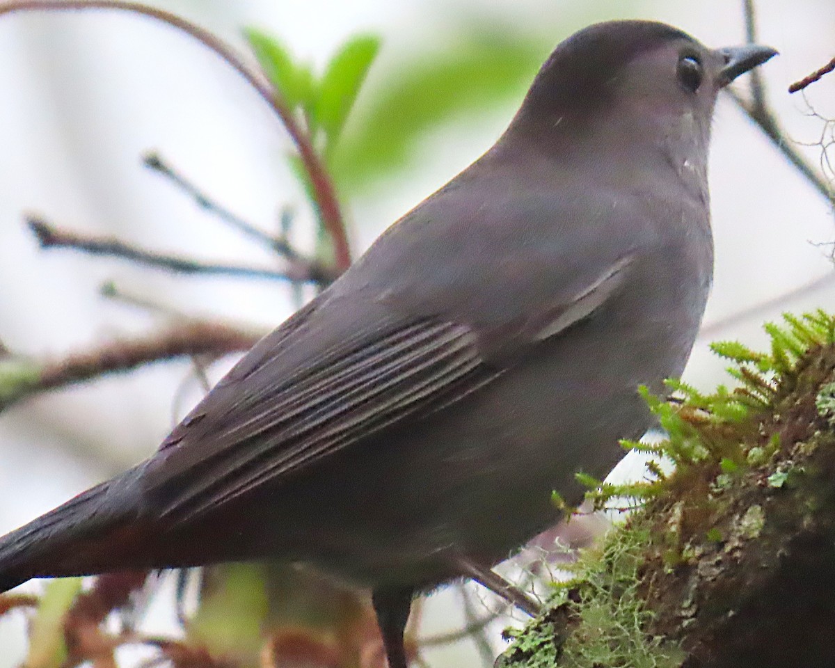 ネコマネドリ - ML652796629