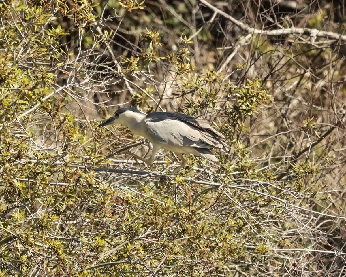 Ногоовор зашин - ML652796642