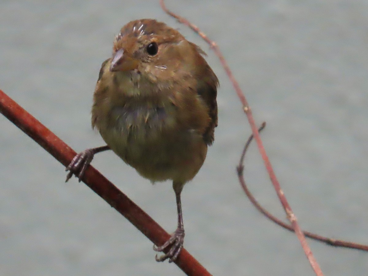 ルリノジコ - ML652796652