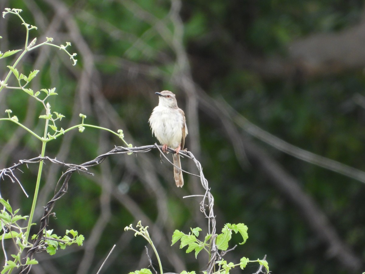 prinie afroasijská - ML652796812