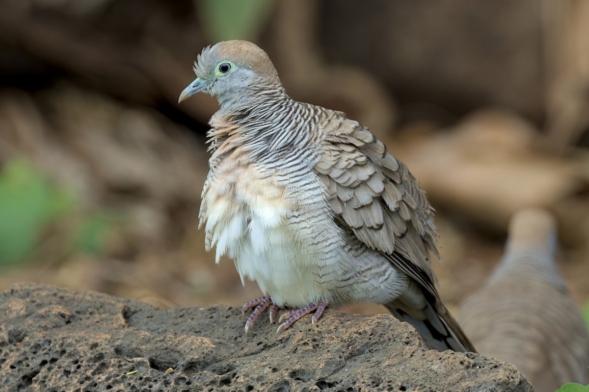 Zebra Dove - ML652796893