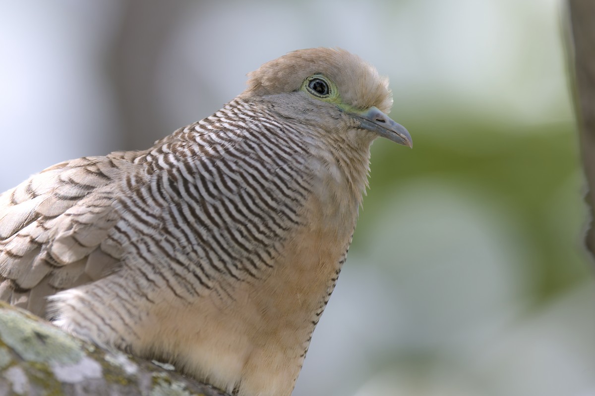 Zebra Dove - ML652796894