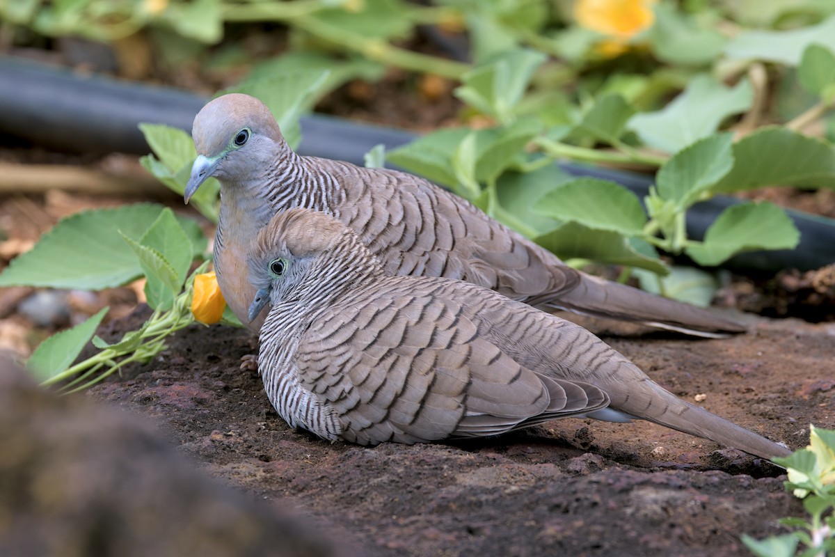 Zebra Dove - ML652796895