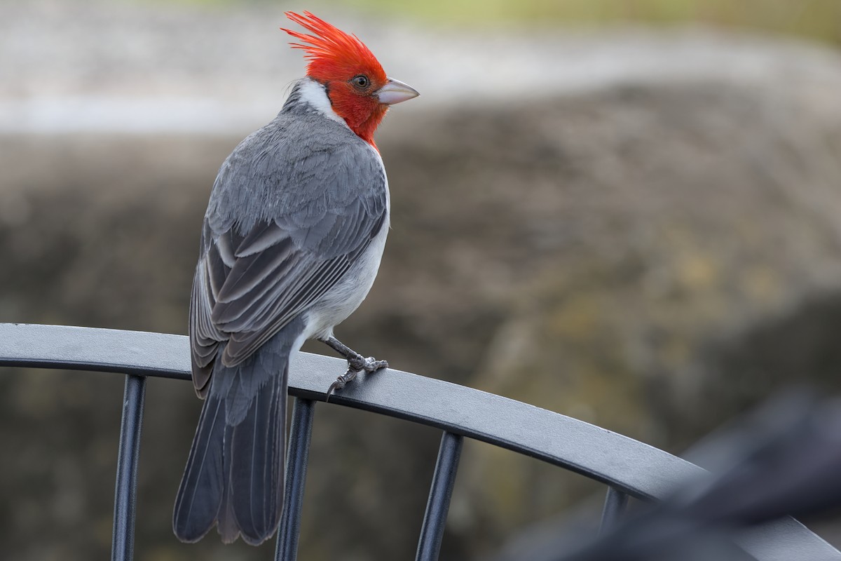 Red-crested Cardinal - ML652796898