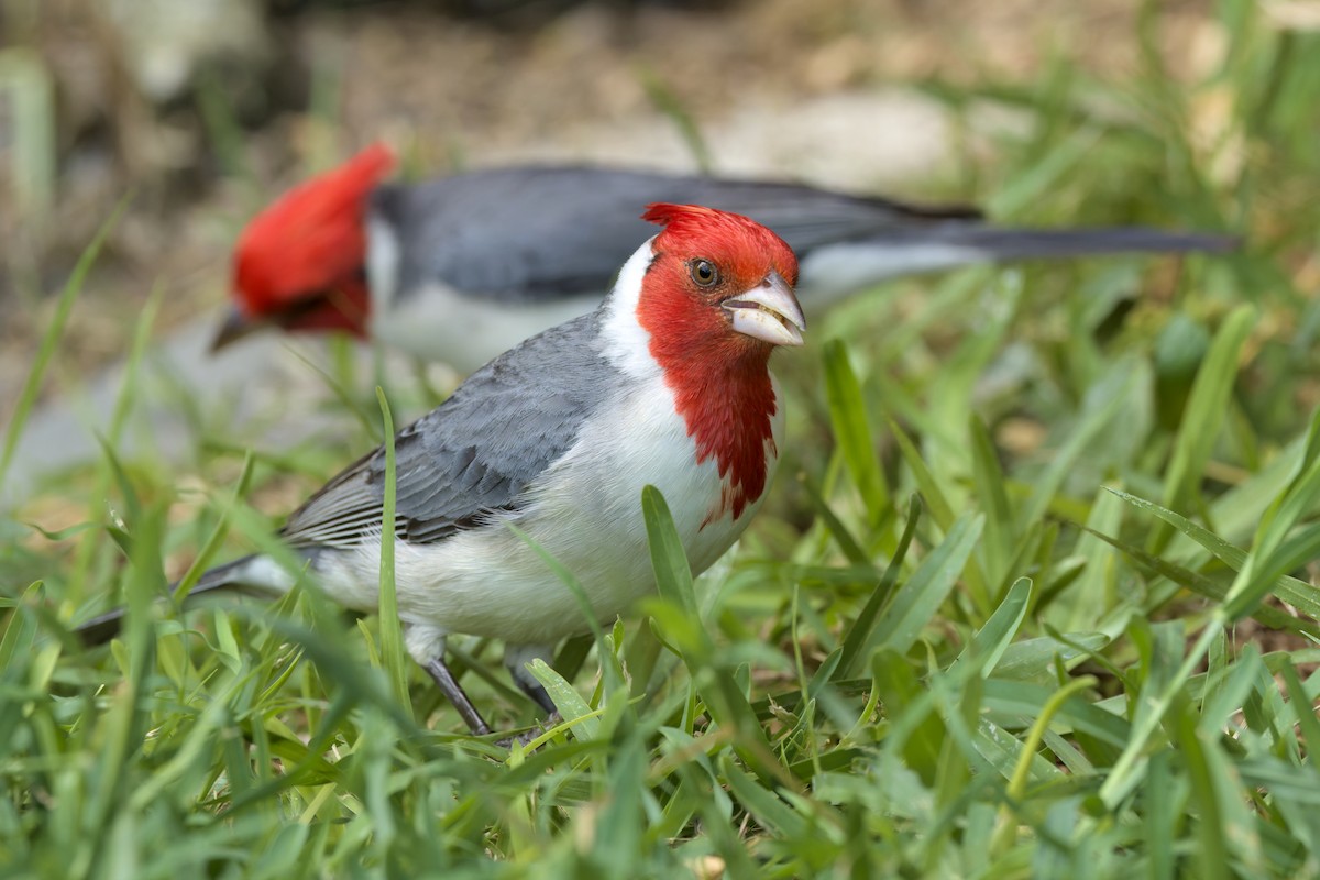 Red-crested Cardinal - ML652796899