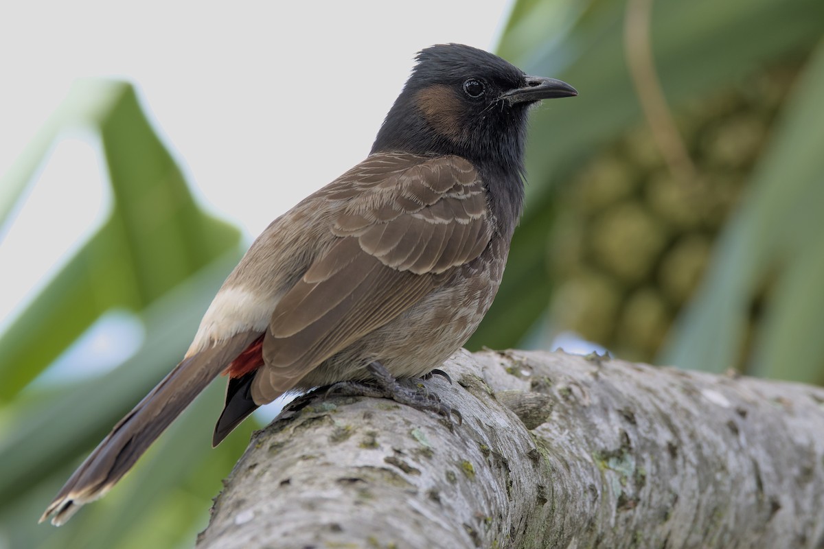 Red-vented Bulbul - ML652796901
