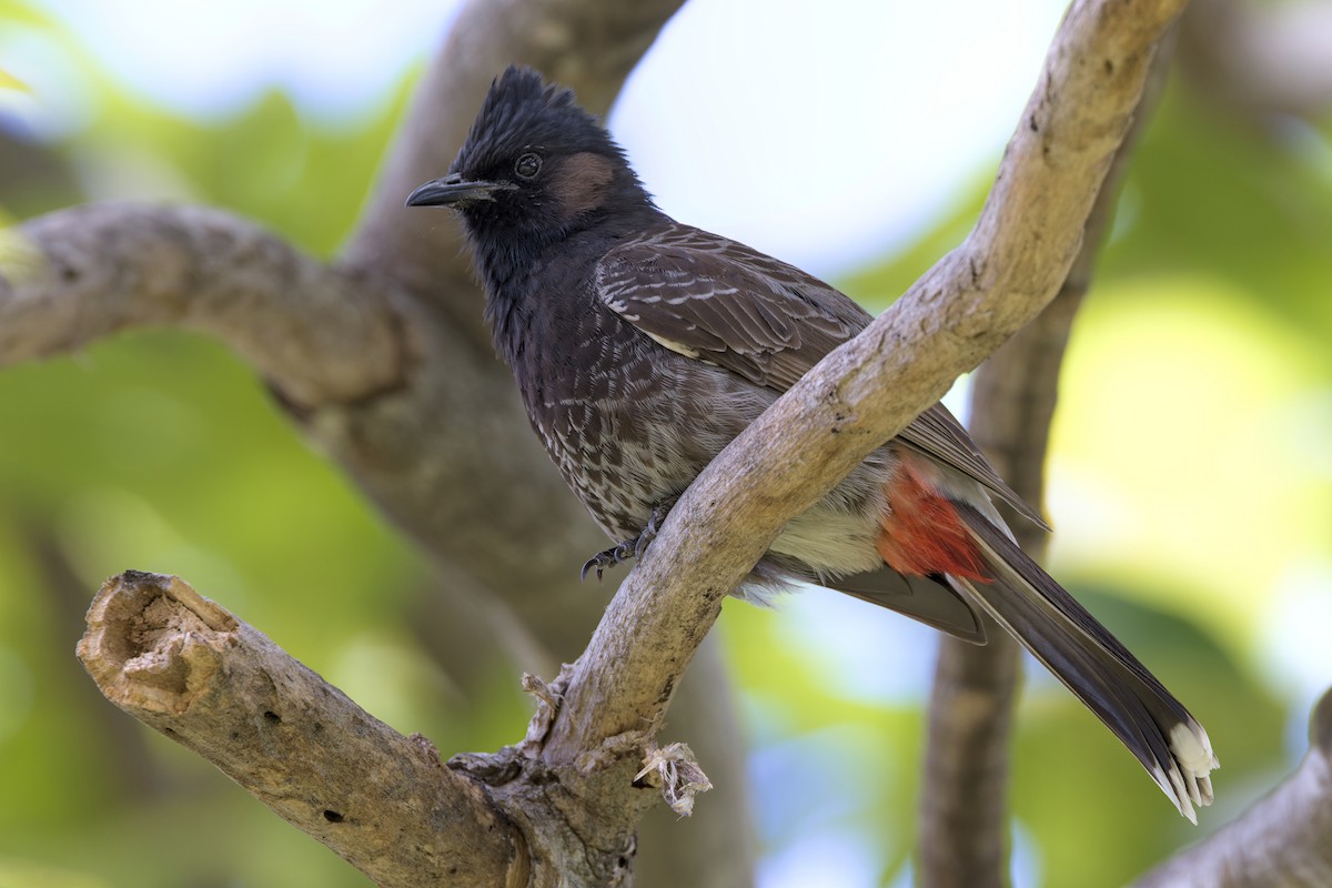 Red-vented Bulbul - ML652796902