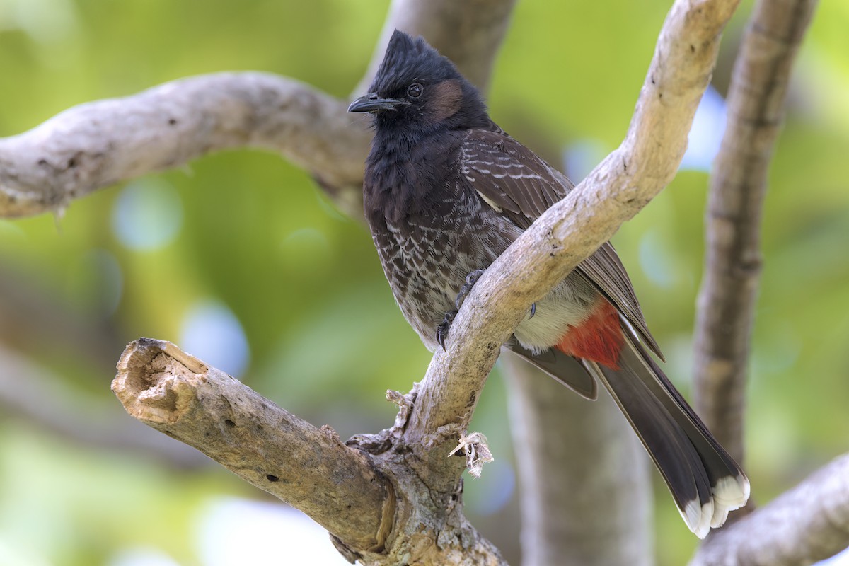 Red-vented Bulbul - ML652796903