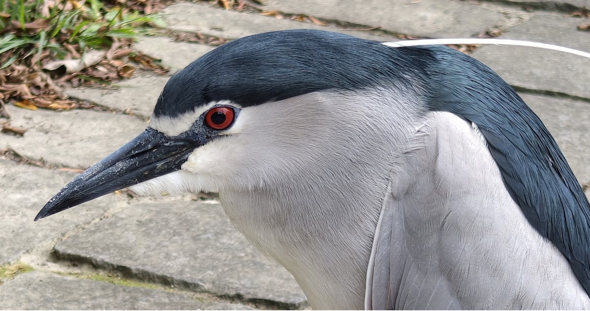 Ногоовор зашин - ML652796961