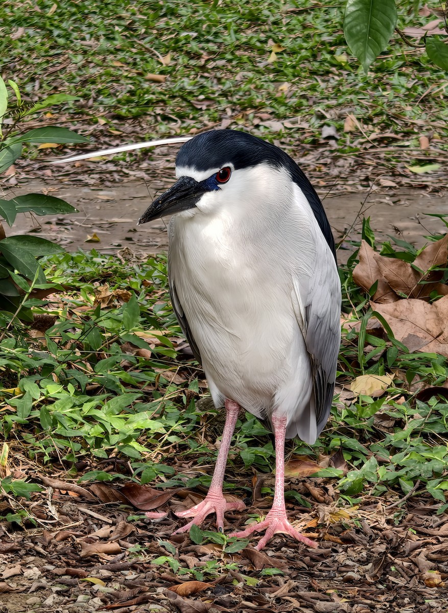 Ногоовор зашин - ML652796963