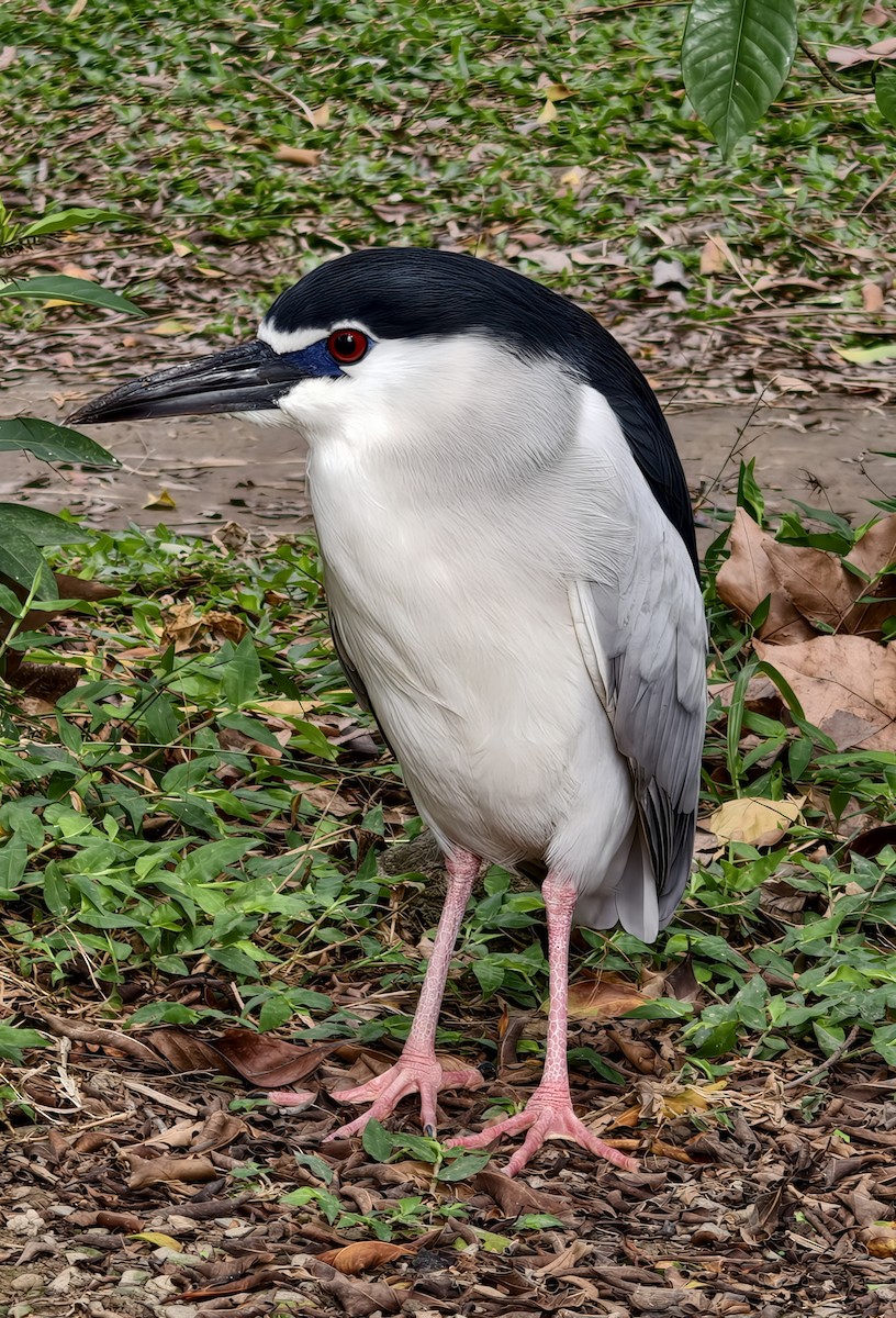 Ногоовор зашин - ML652796965