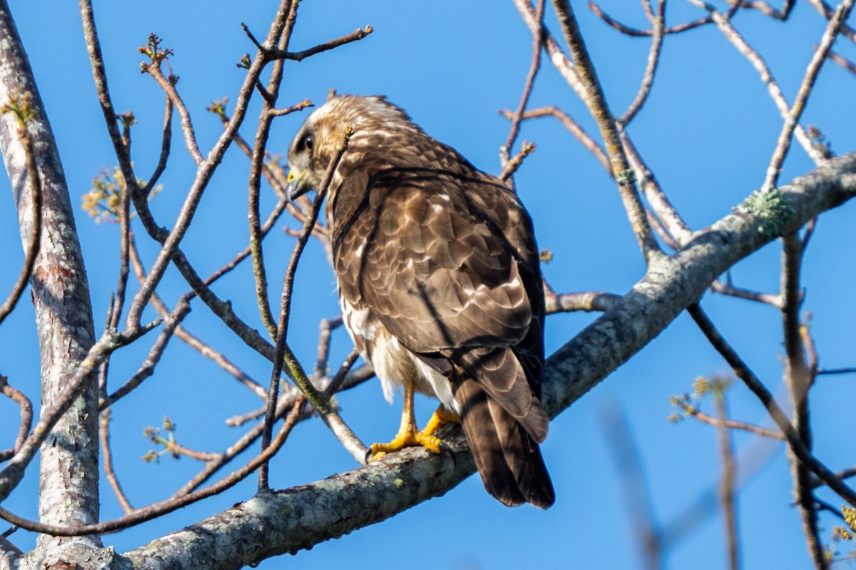 Broad-winged Hawk - ML652797081