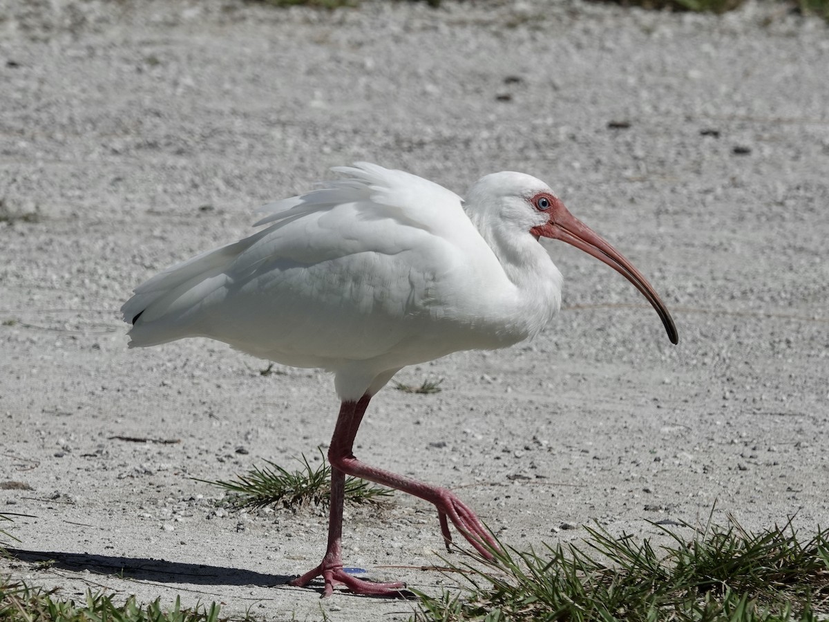 Ak Aynak - ML652797082