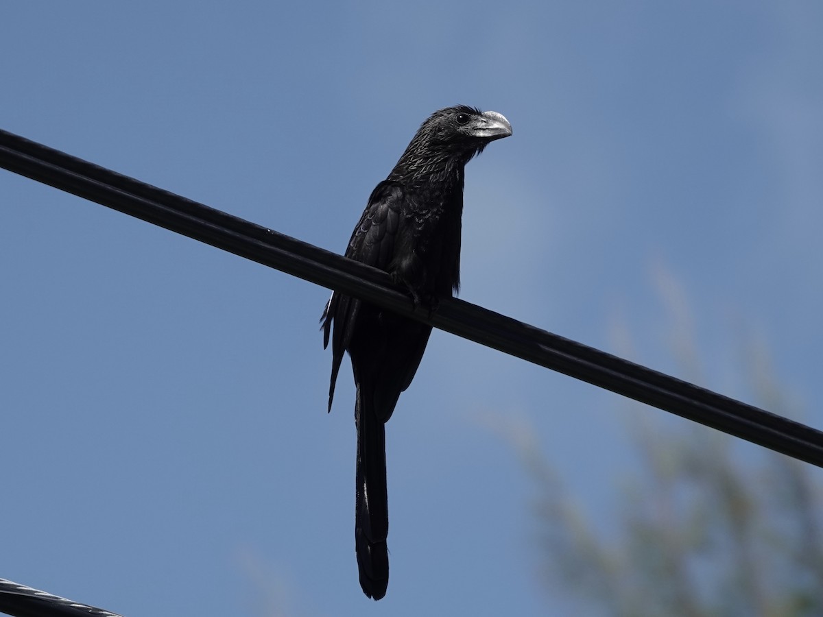 Düz Gagalı Ani - ML652797094