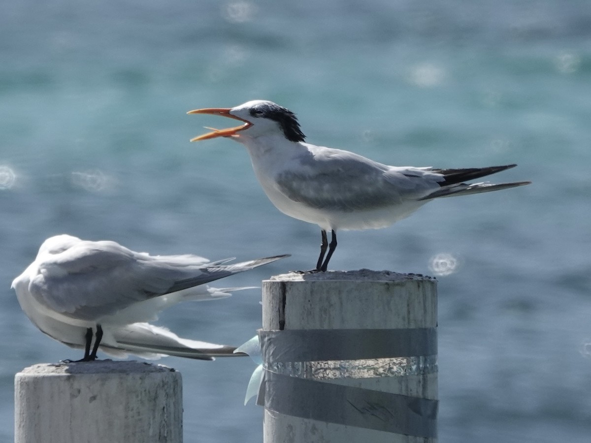 Kral Sumru - ML652797101