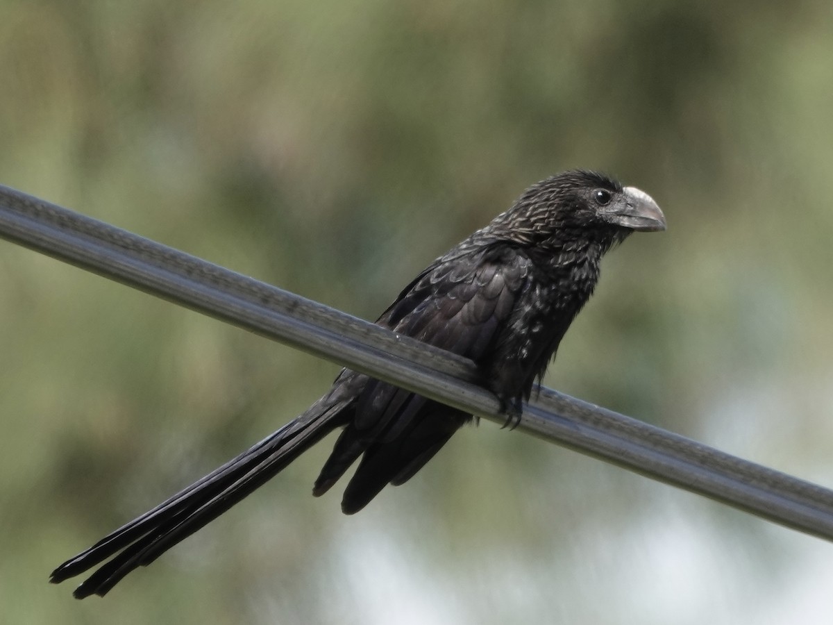 Düz Gagalı Ani - ML652797110